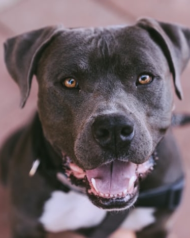 WHICH STATES BAN PITBULLS?