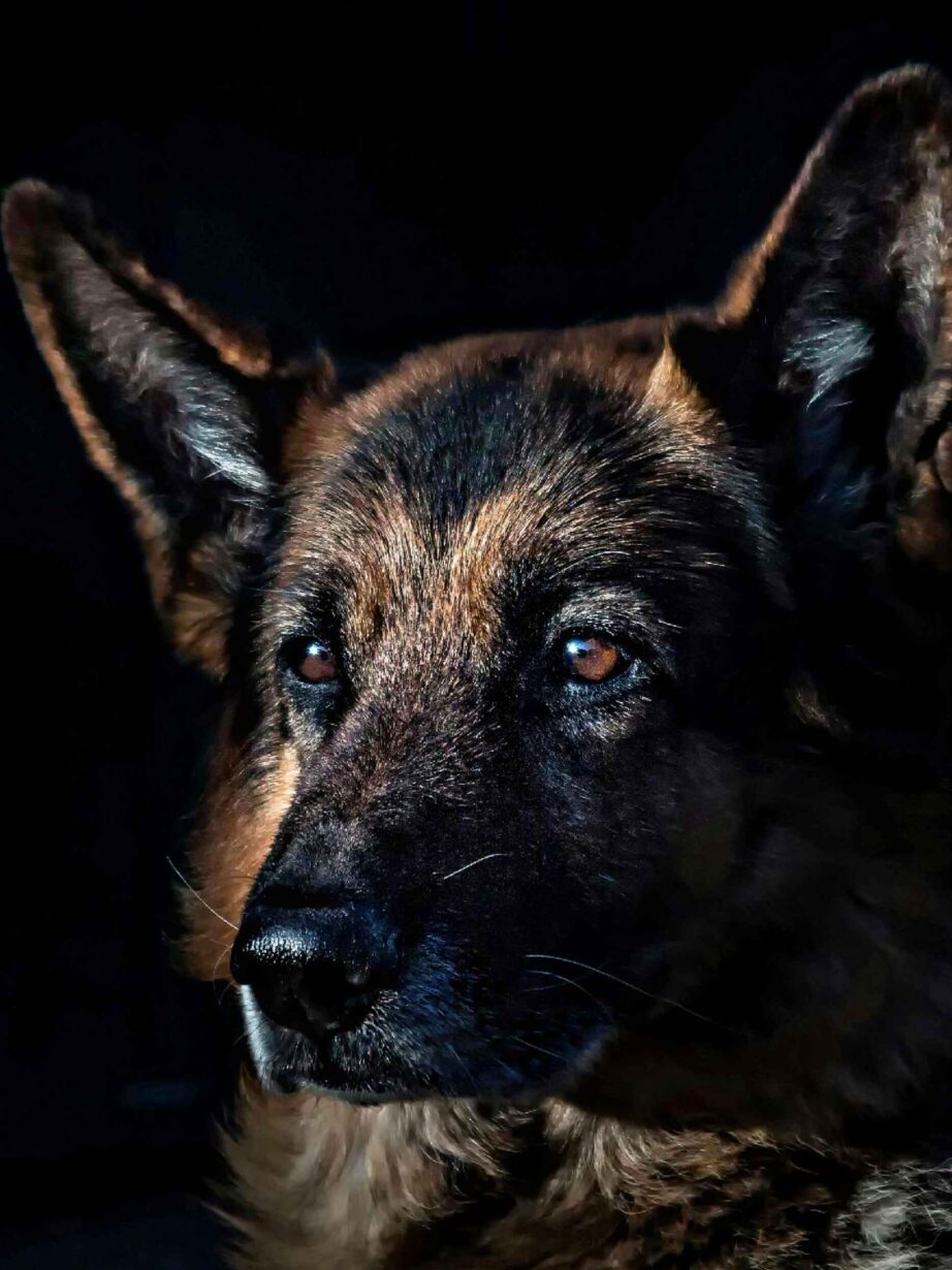 WHAT ARE GERMAN SHEPHERDS FAMOUS FOR?