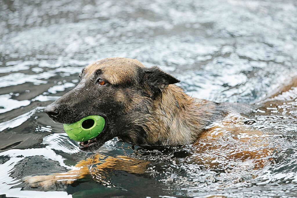 WHAT ARE GERMAN SHEPHERDS FAMOUS FOR?