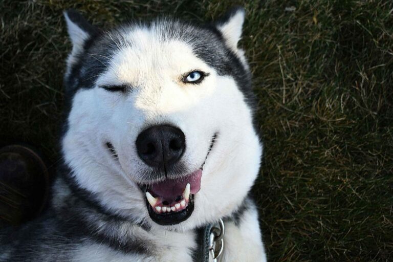HUSKIES(8): WHY HUSKIES ARE SO SPECIAL?….ARE NOT THEY BEAUTIFUL
