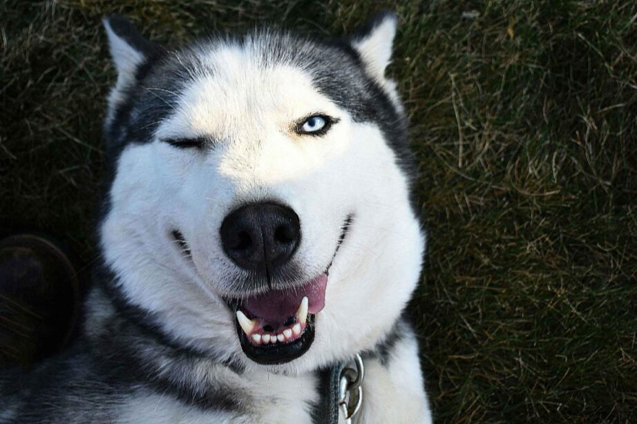 HOW TO MAKE A HUSKY HAPPY?