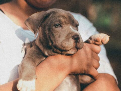 300+ UNIQUE NAMES FOR PITBULL DOG