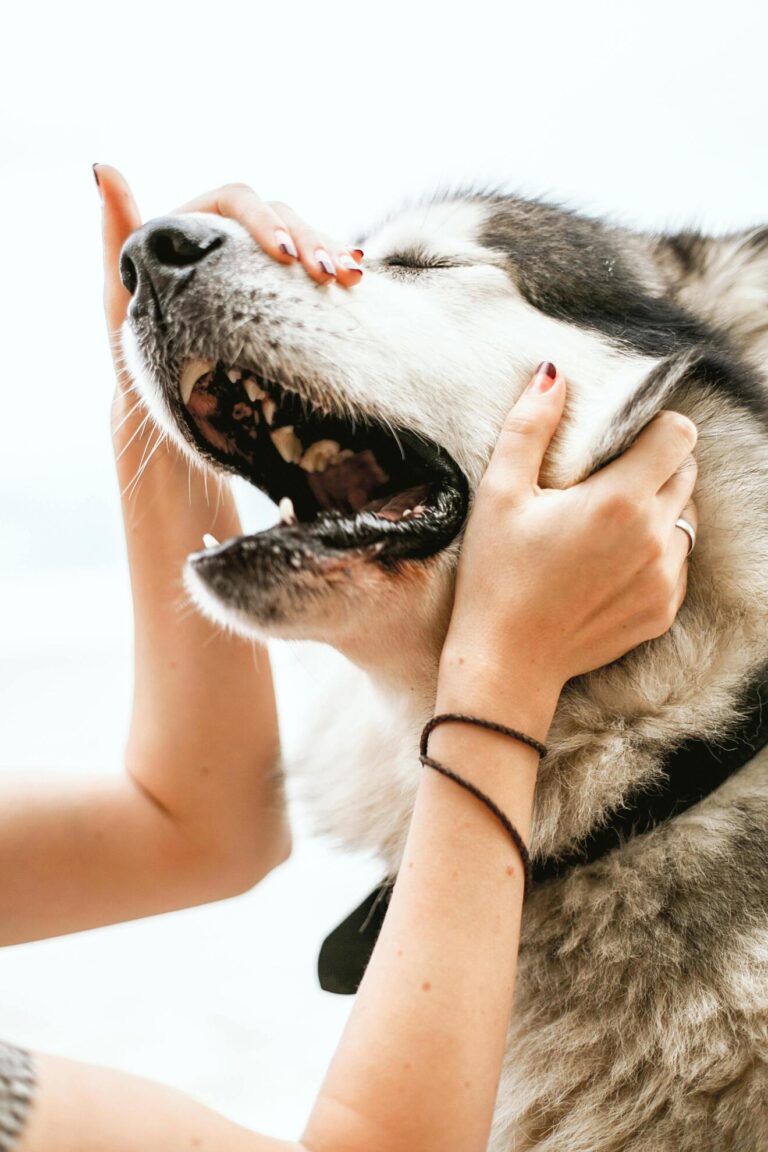HOW TO MAKE YOUR HUSKY FRIENDLY