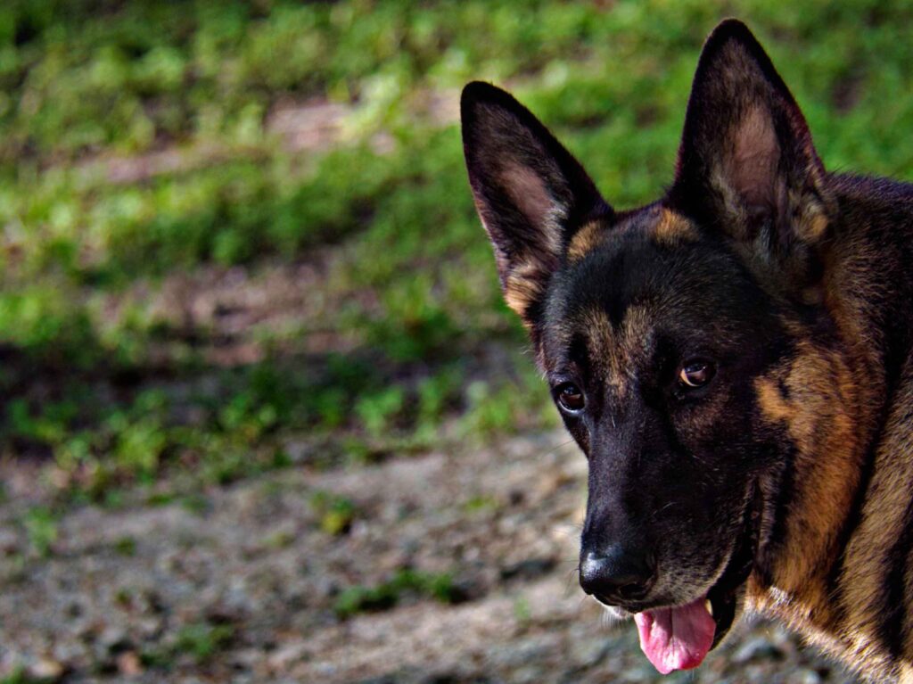 WHAT DO GERMAN SHEPHERDS NEED THE MOST?