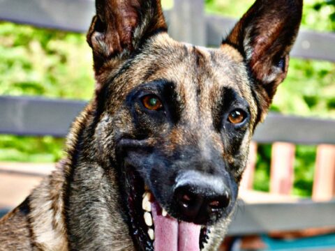 WHAT DO GERMAN SHEPHERDS NEED THE MOST?