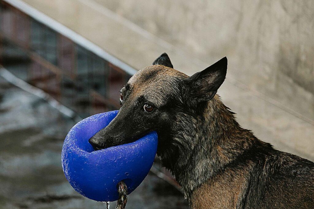 WHAT IS BAD BEHAVIOUR IN GERMAN SHEPHERD?