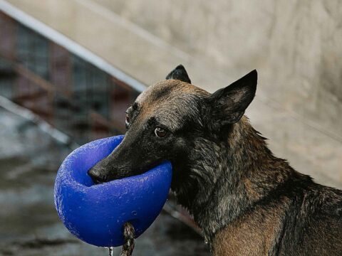 WHAT IS BAD BEHAVIUOR IN GERMAN SHEPHERD?