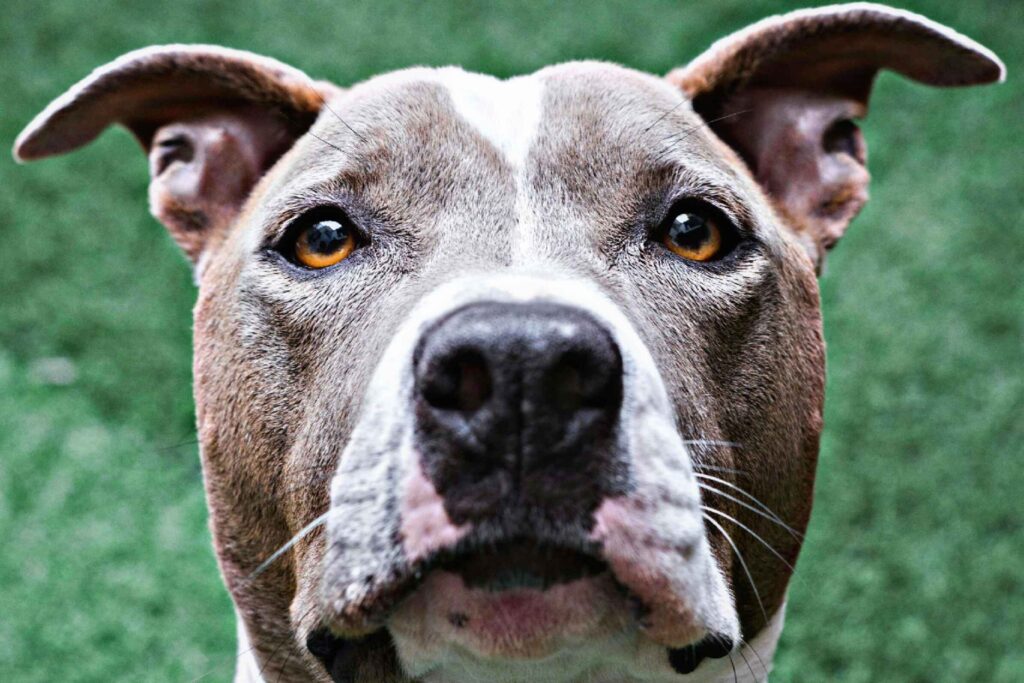 WHICH STATES BAN PITBULLS?