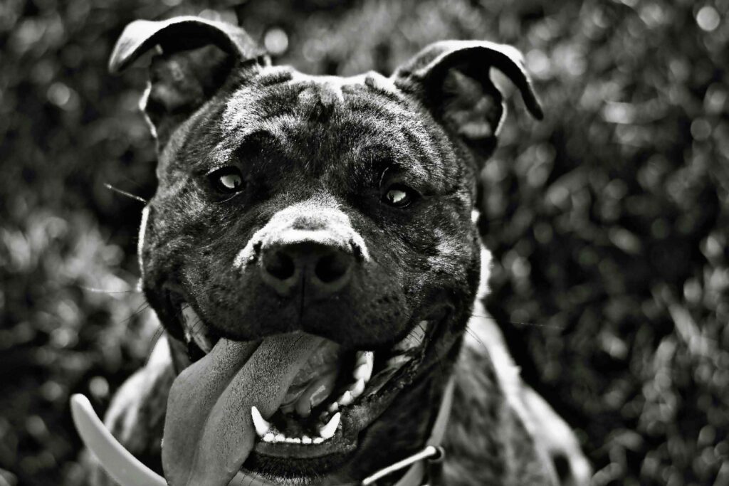 WHICH STATES BAN PITBULLS?