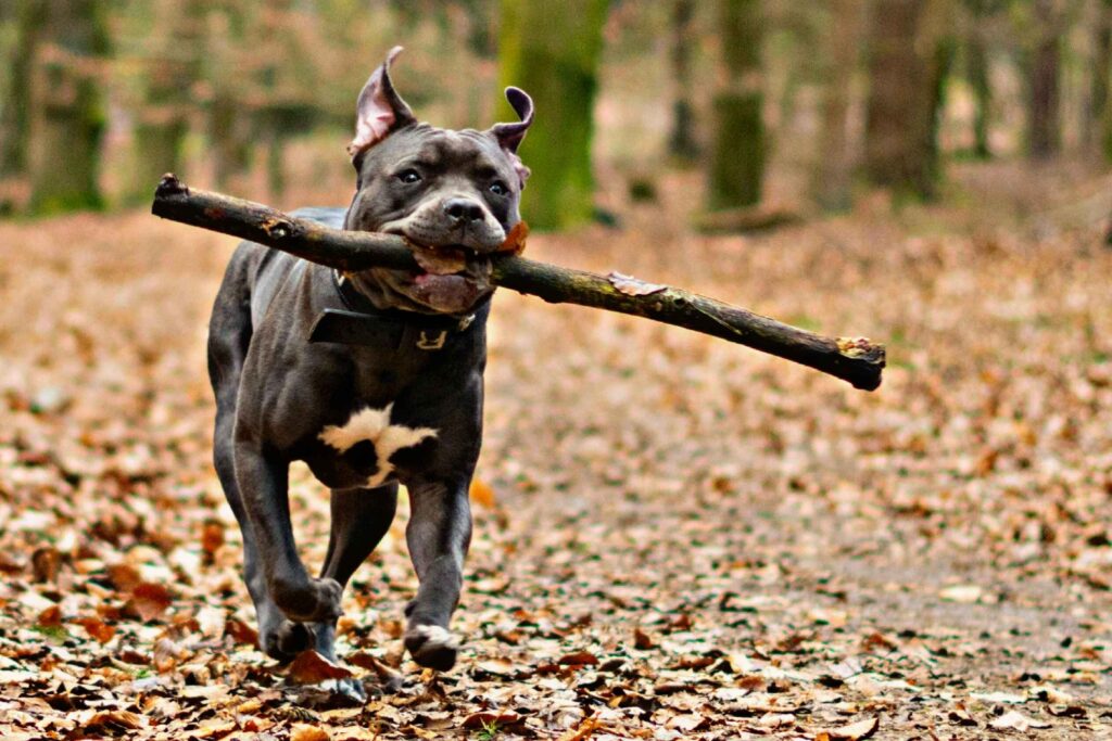 WHICH STATES BAN PITBULLS?