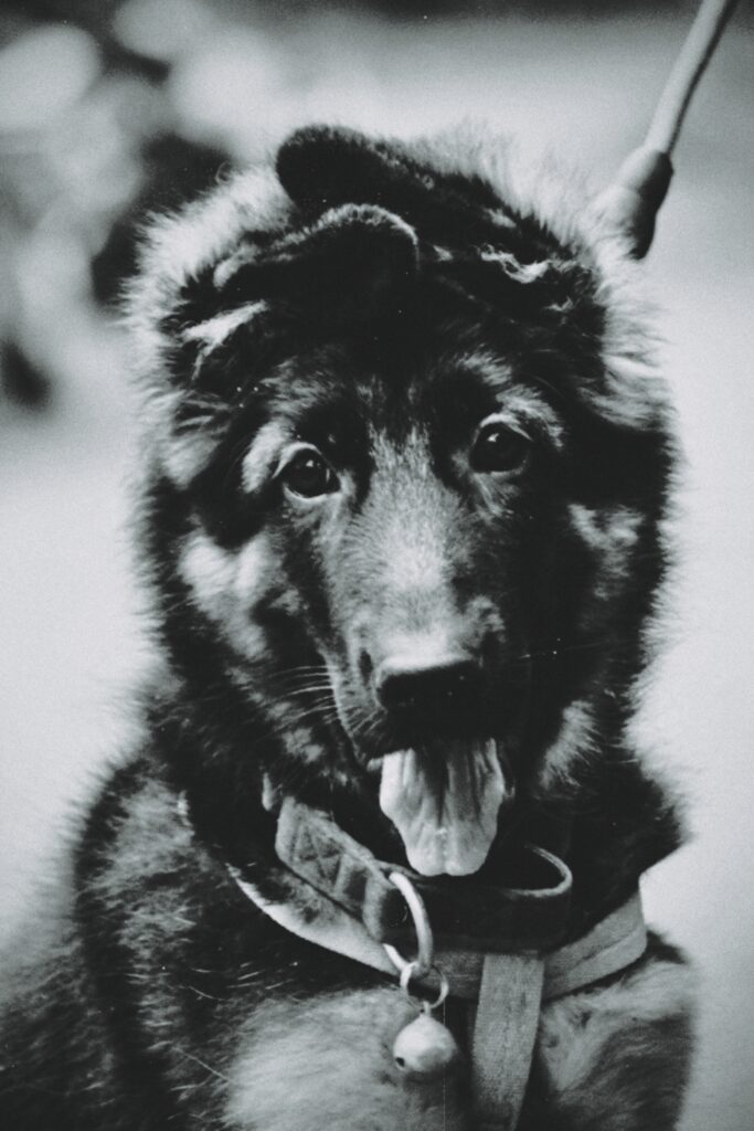 WHY ARE GERMAN SHEPHERDS SO SPECIAL?