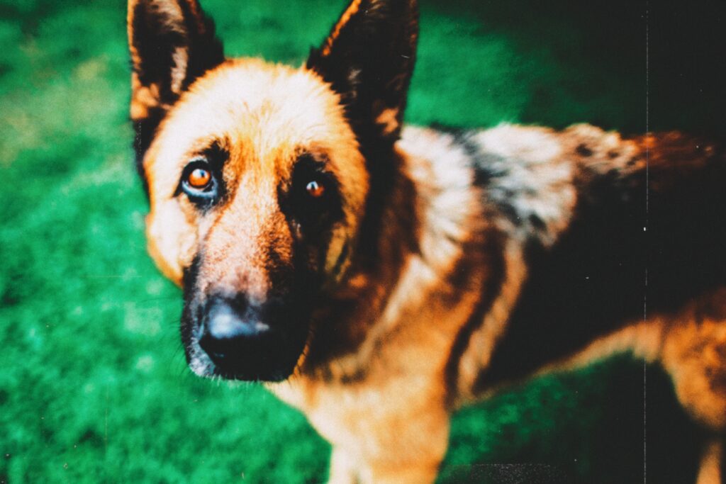 WHAT IS THE BEST GERMAN SHEPHERD BREED?