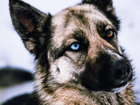 WHAT IS THE BEST GERMAN SHEPHERD BREED?