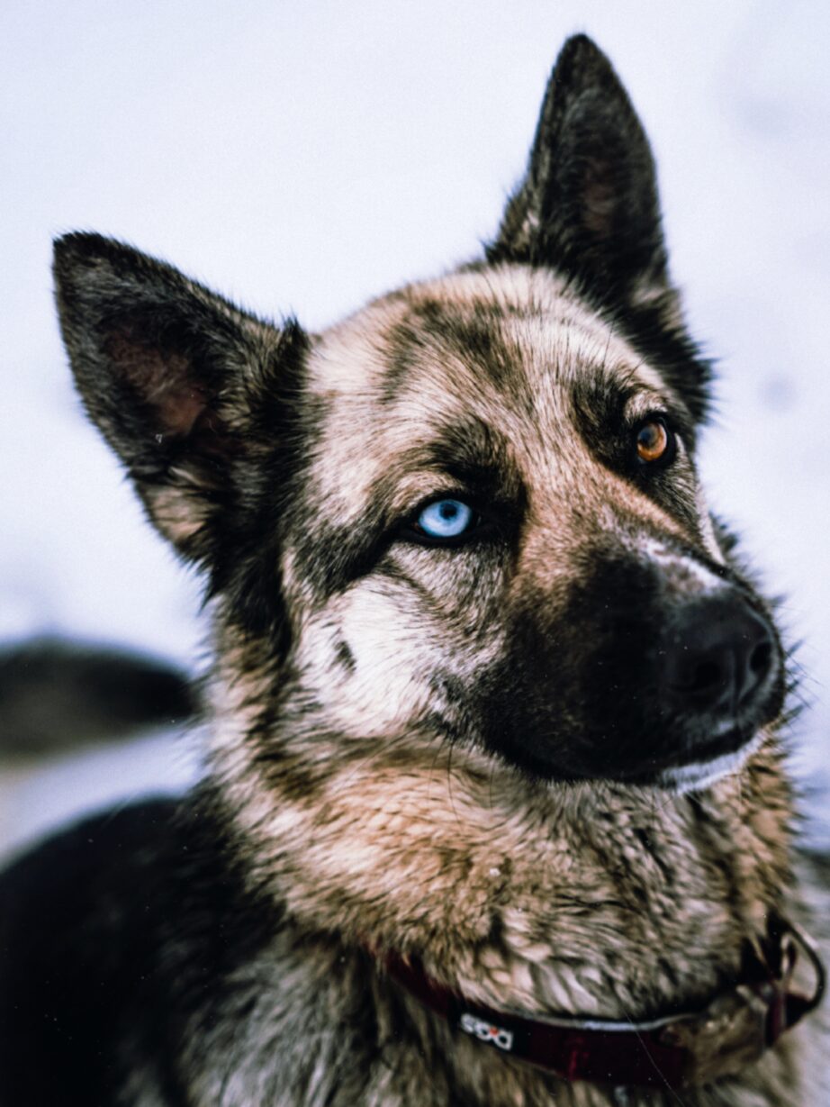 WHAT IS THE BEST GERMAN SHEPHERD BREED?