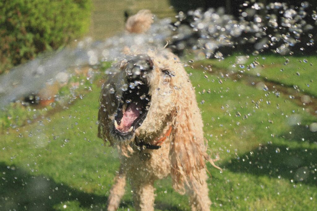 IS THE POODLE THE RIGHT BREED FOR YOU?