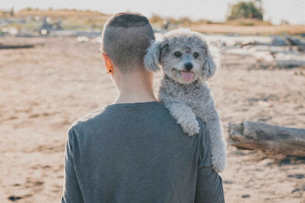 IS POODLE A CLINGY DOG?