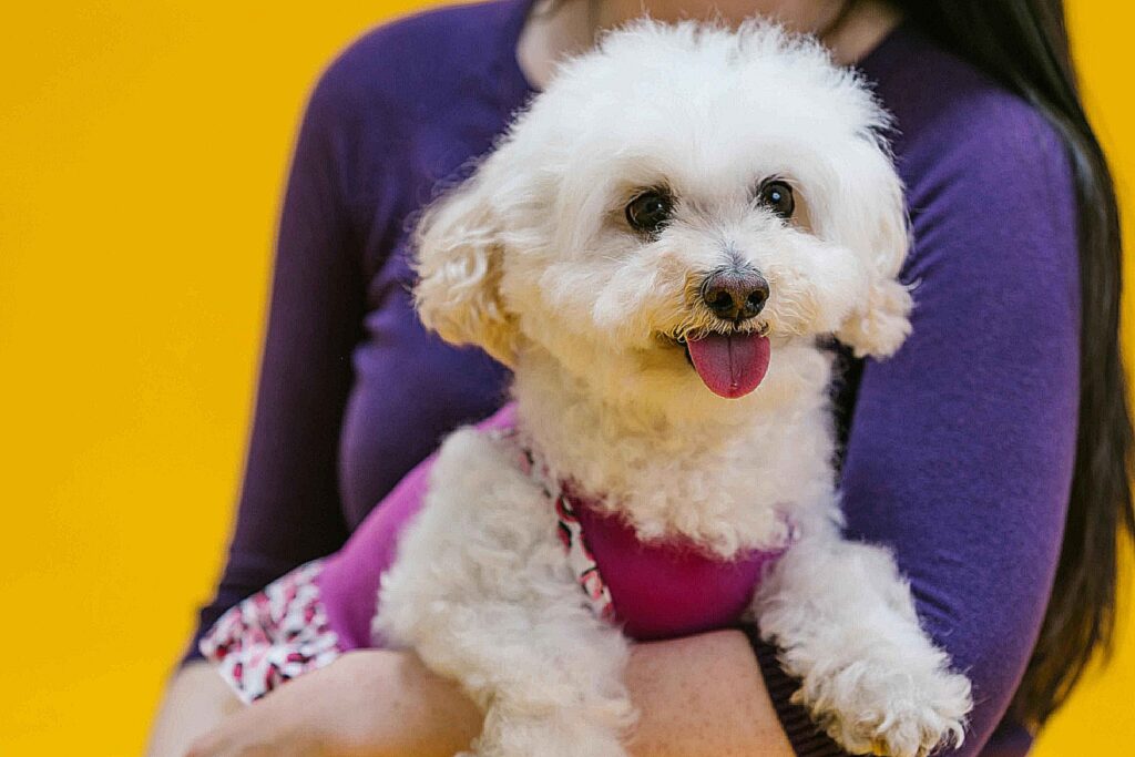 IS POODLE A CLINGY DOG?