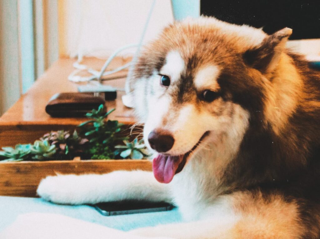 300+ HUSKY DOG UNIQUE NAMES