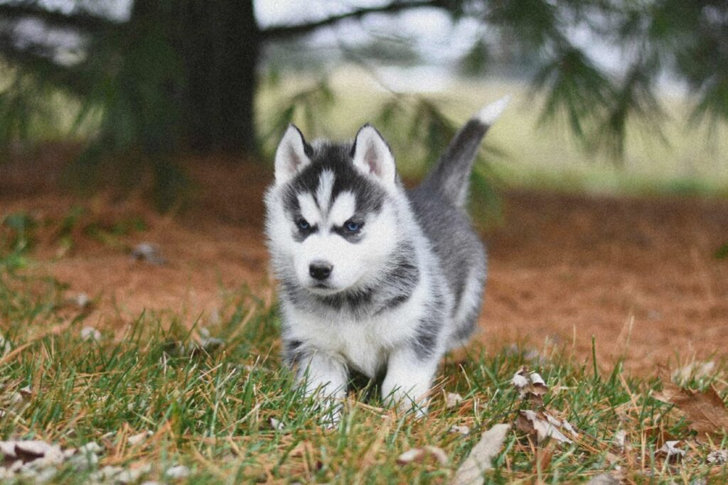 300+ HUSKY DOG UNIQUE NAMES