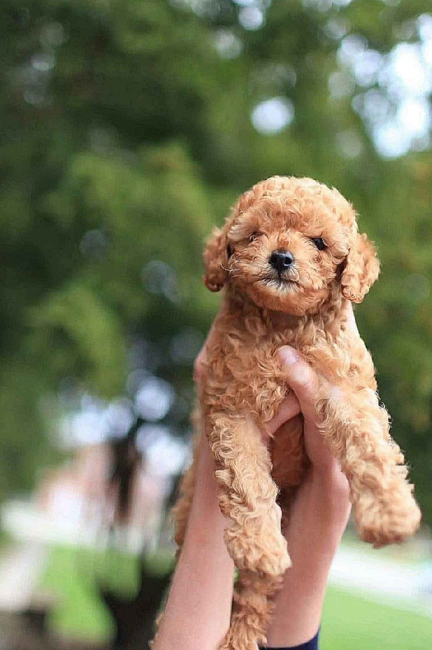 300+ UNIQUE NAMES FOR POODLE DOG