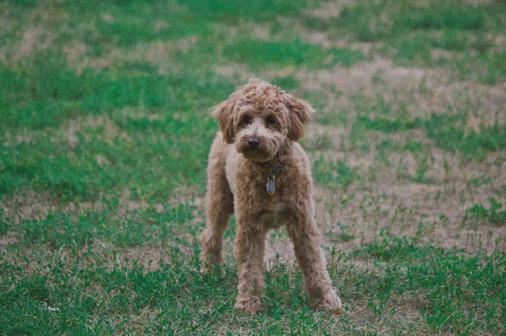 300+ UNIQUE NAMES FOR POODLE DOG