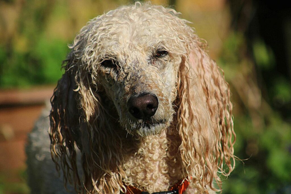 300+ UNIQUE NAMES FOR POODLE DOG