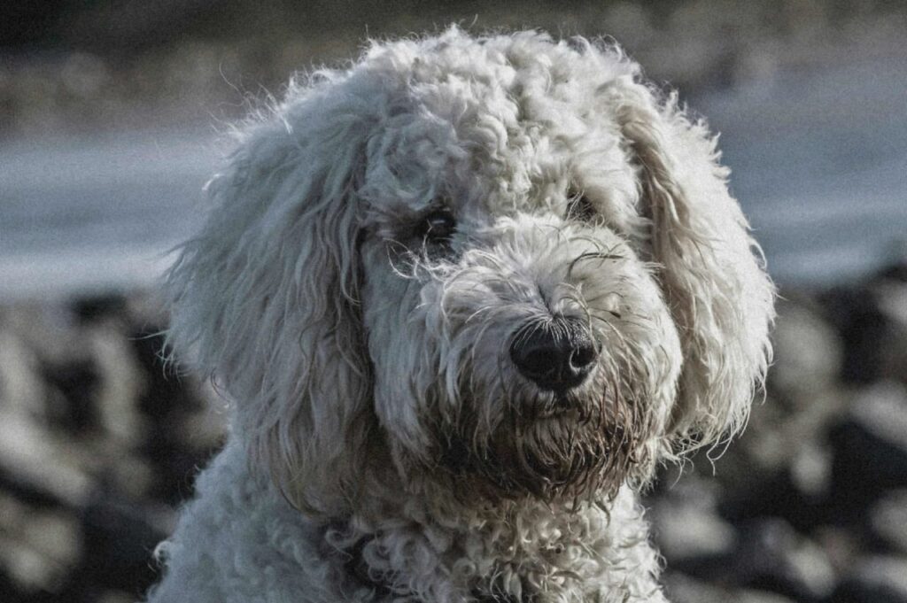 300+ UNIQUE NAMES FOR POODLE DOG