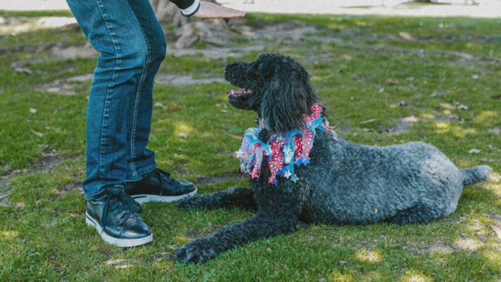 DO POODLES BARK A LOT?