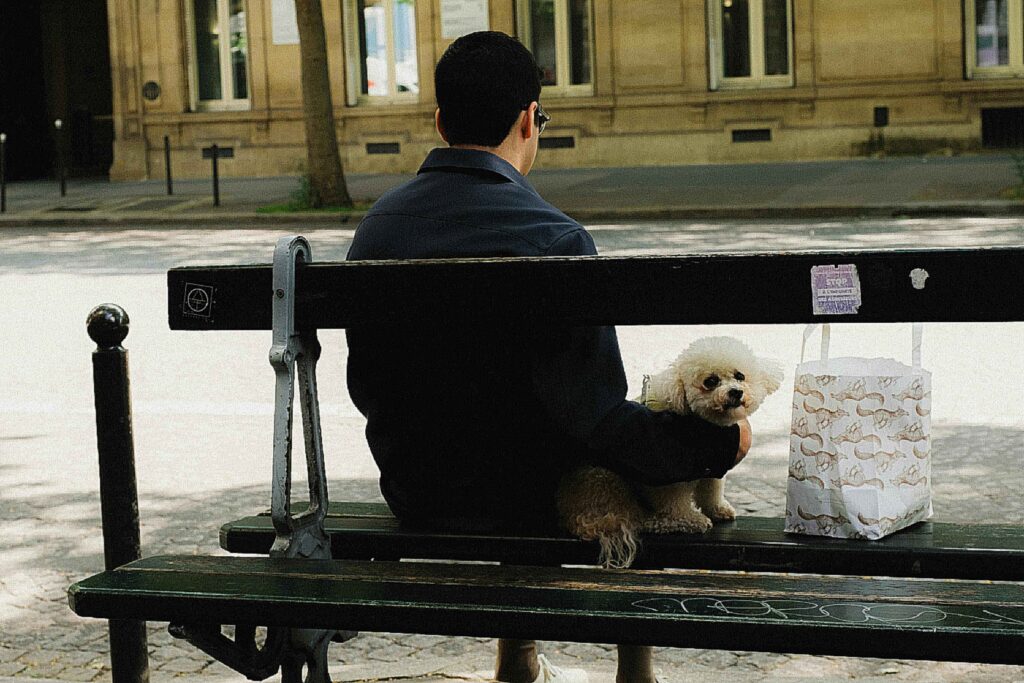 WHY ARE POODLES SO HARD TO TRAIN?