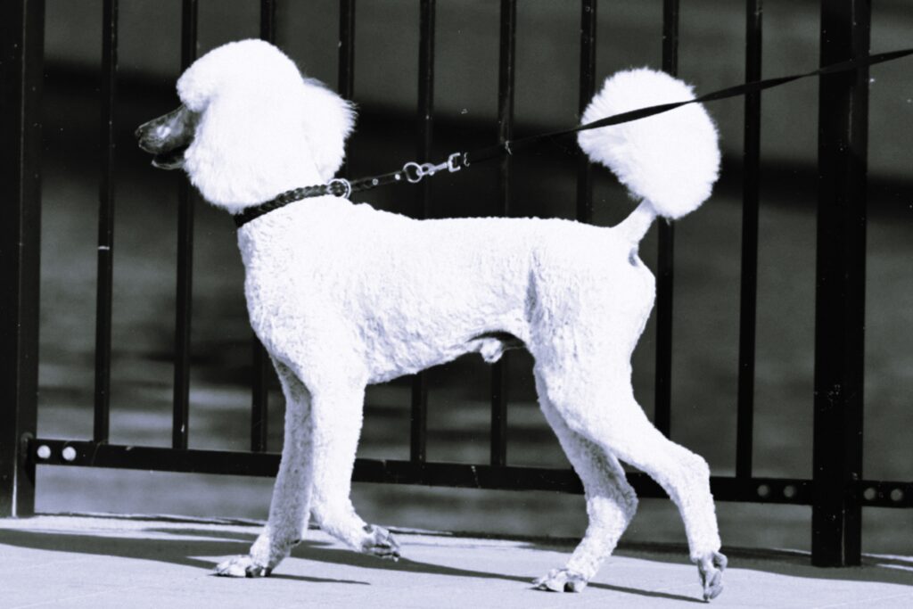 WHY ARE POODLES SO HARD TO TRAIN?