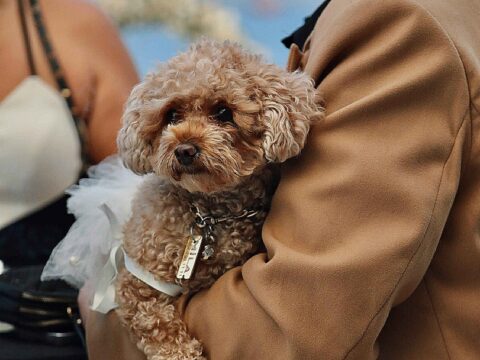 DO POODLE TALK A LOT?