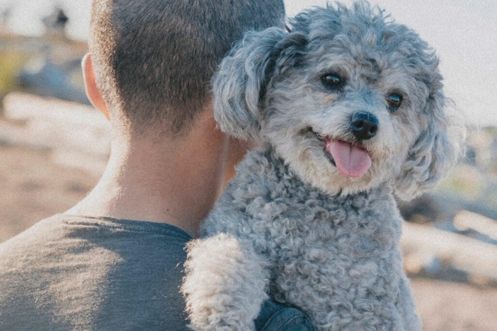 DO POODLE TALK A LOT?