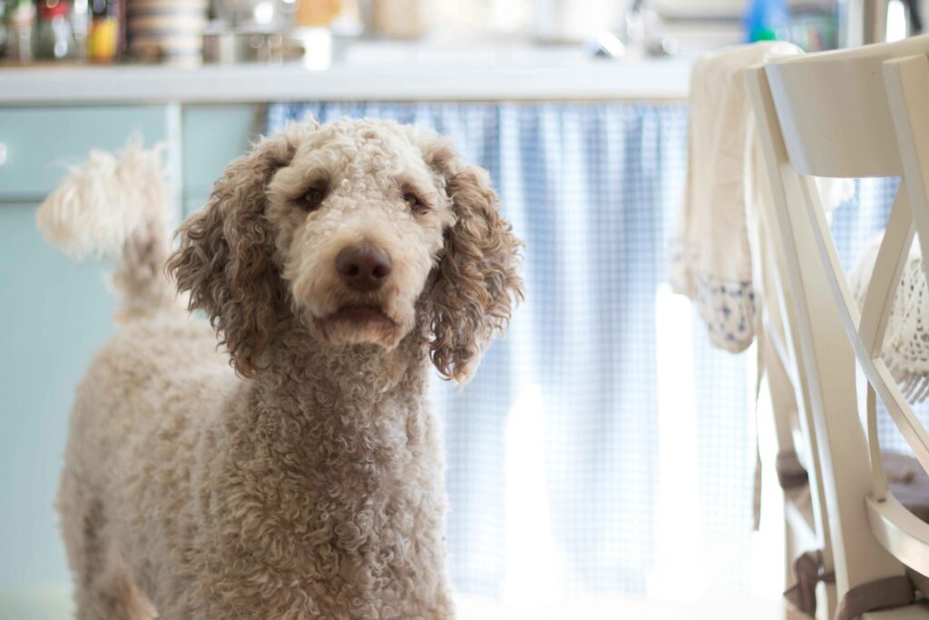 HOW MUCH SHOULD POODLE COST IN 2024?