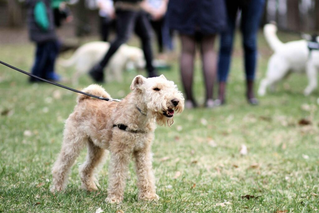 HOW MUCH SHOULD POODLE COST IN 2024?