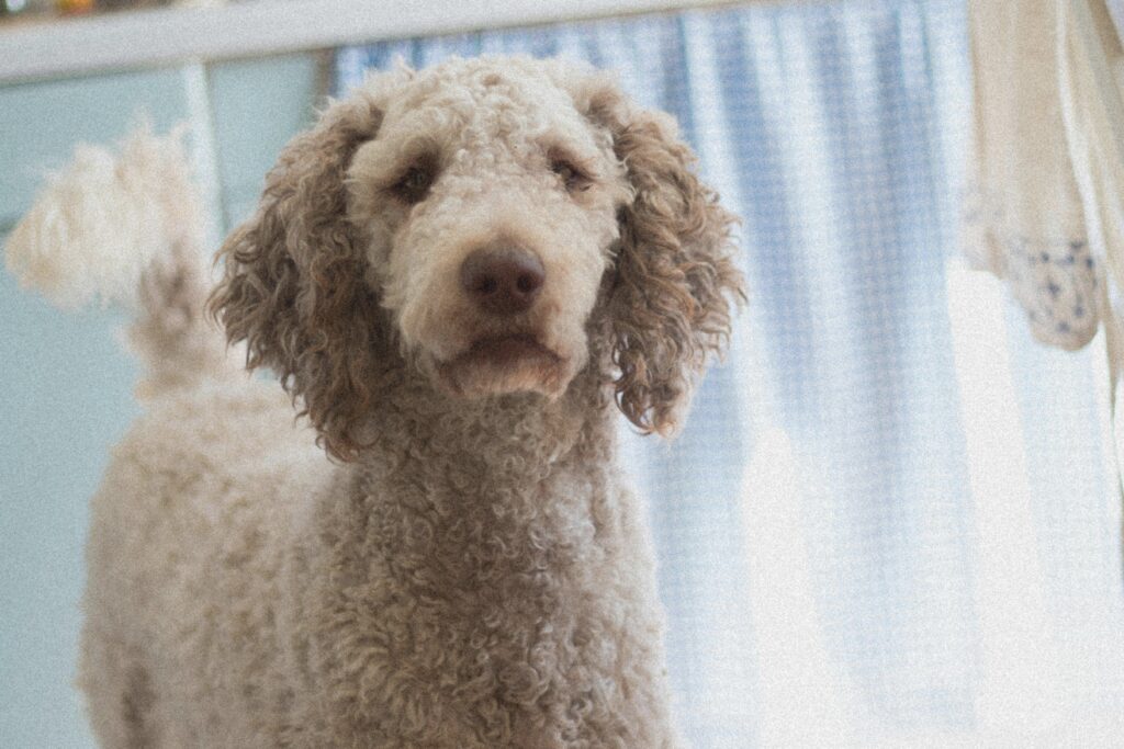 DO POODLE SHED A LOT?